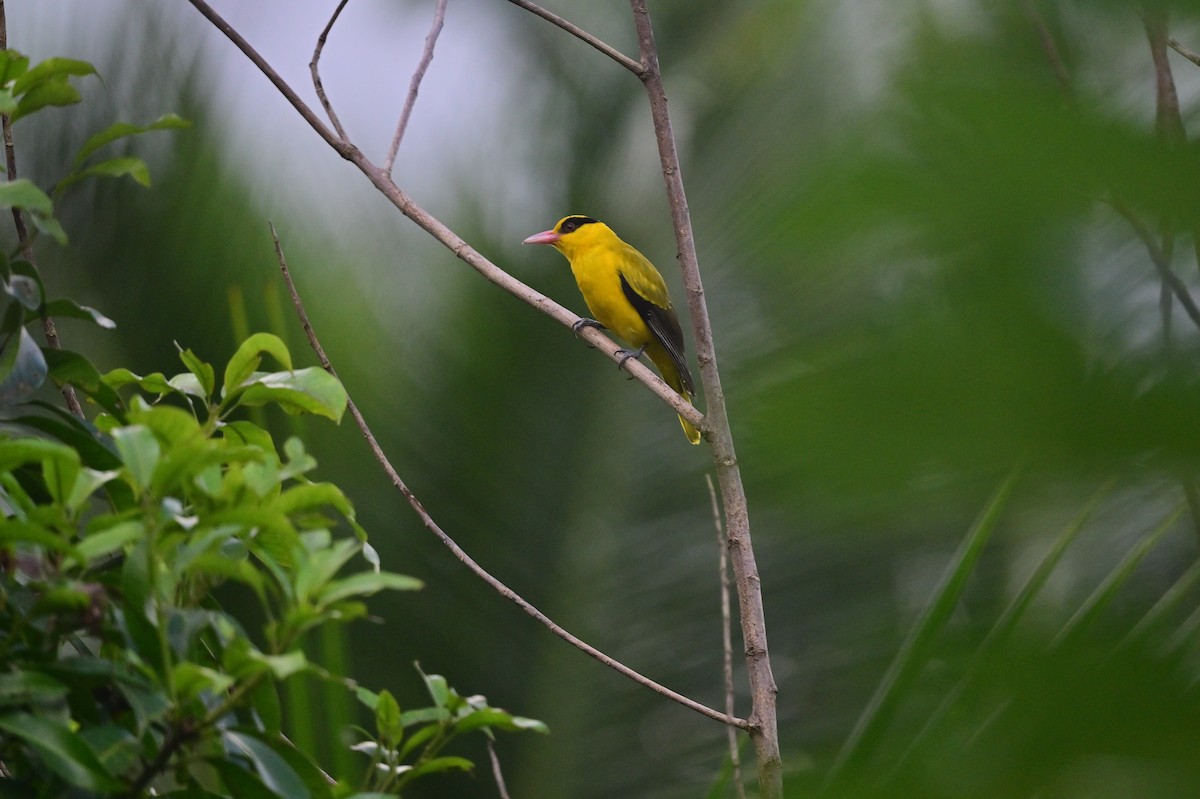 Black-naped Oriole - ML638095045