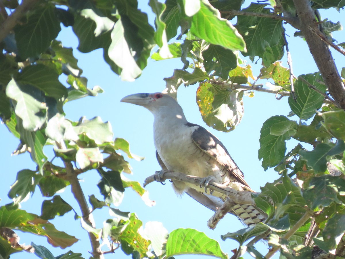 Channel-billed Cuckoo - ML638095053