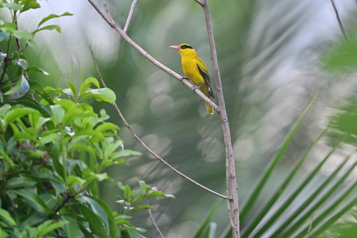 Black-naped Oriole - ML638095055