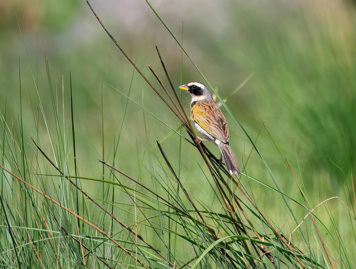 Black-masked Finch - ML638095080
