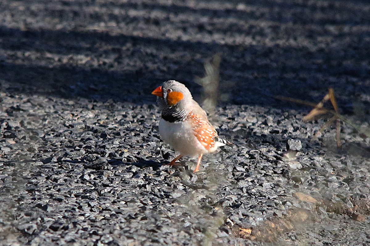 Zebra Finch - ML638095081