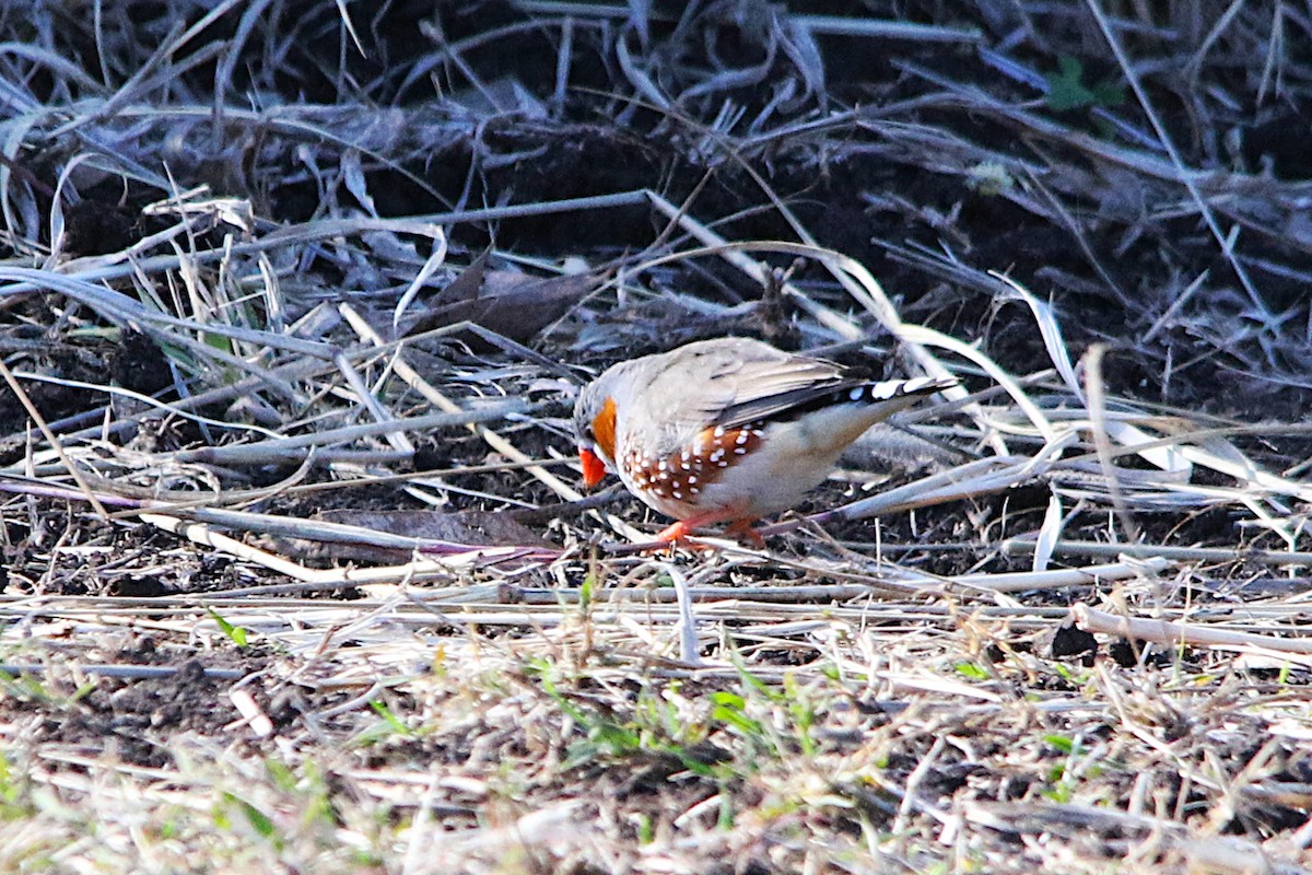 Zebra Finch - ML638095082