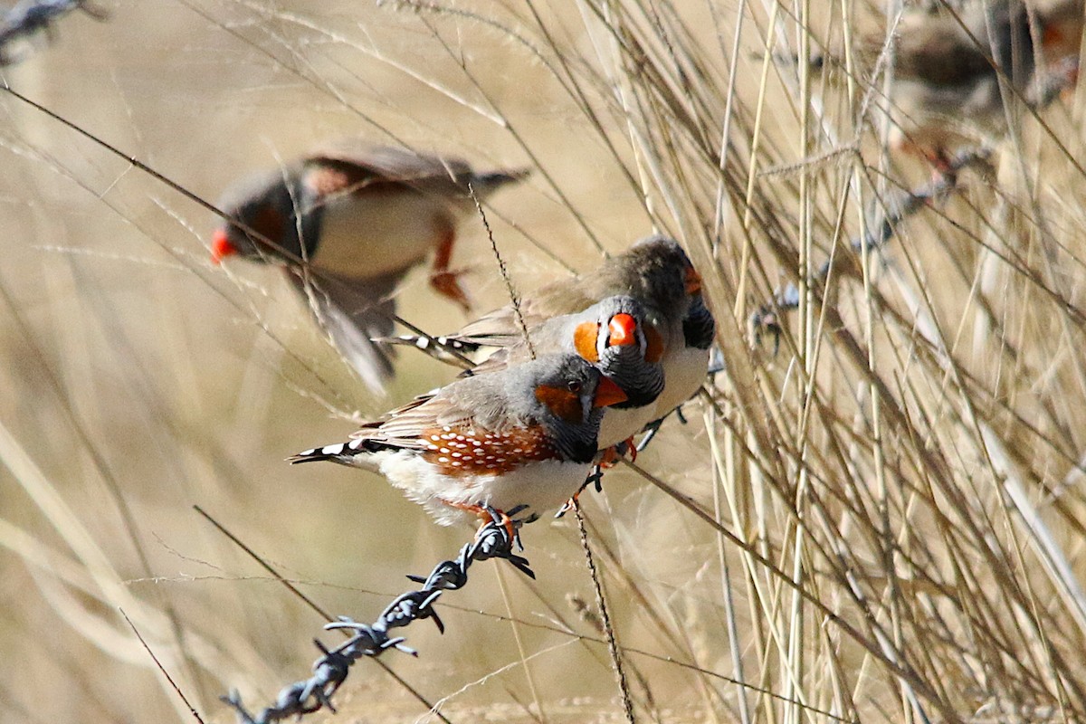Zebra Finch - ML638095083