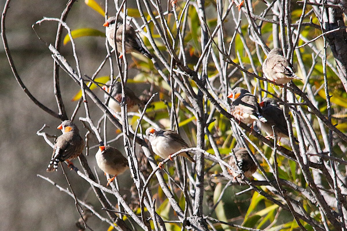 Zebra Finch - ML638095085