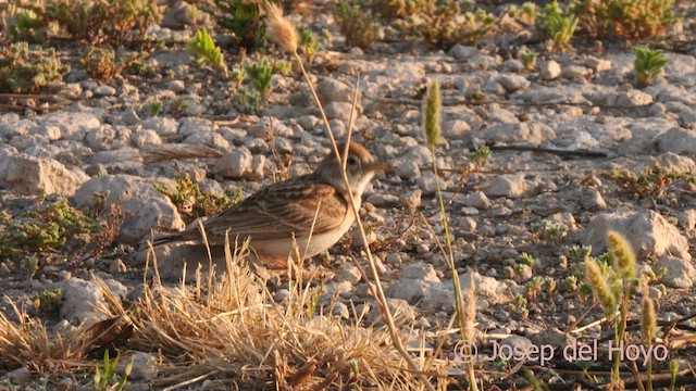 Greater Short-toed Lark - ML638095110
