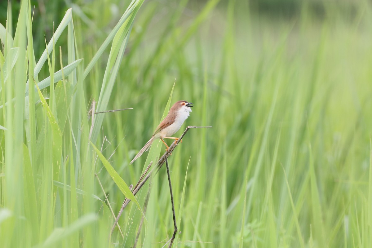 Yellow-eyed Babbler - ML638095112