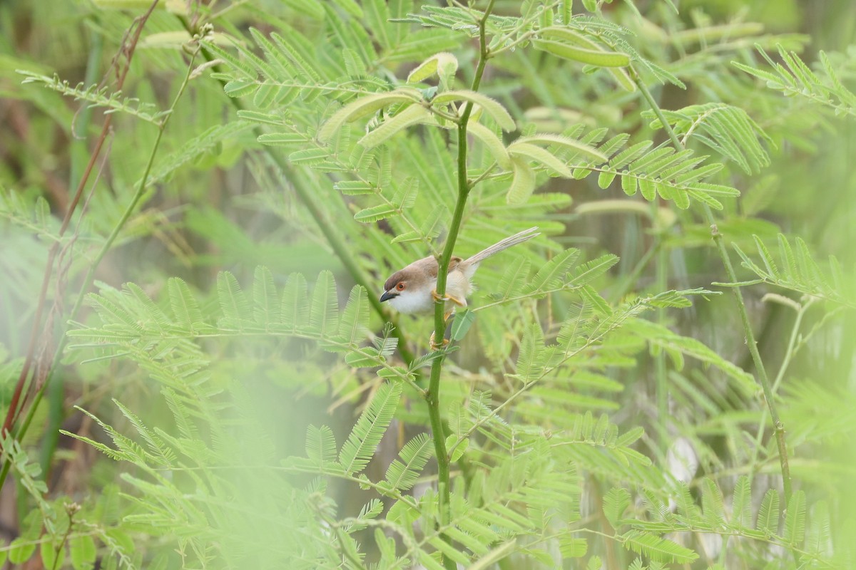 Yellow-eyed Babbler - ML638095113