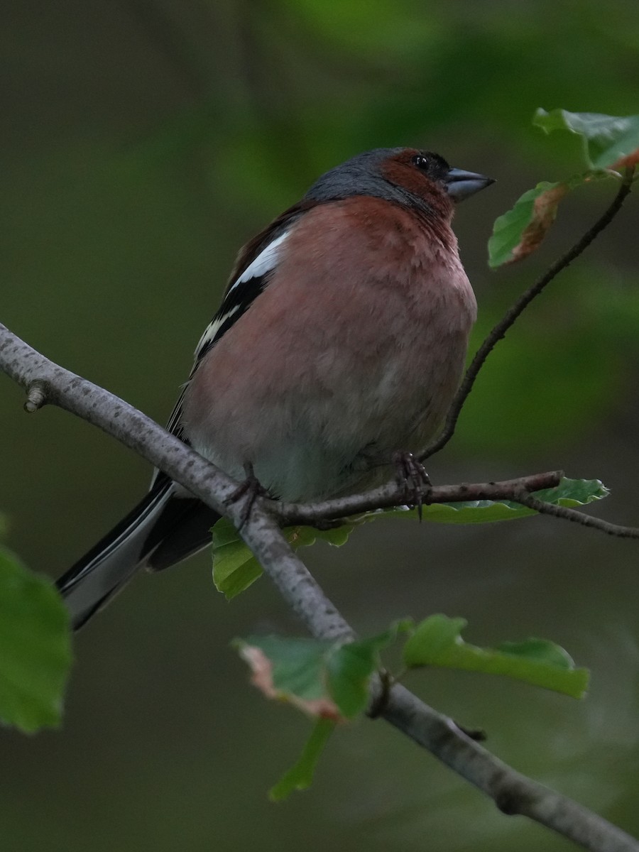 Common Chaffinch - ML638095164