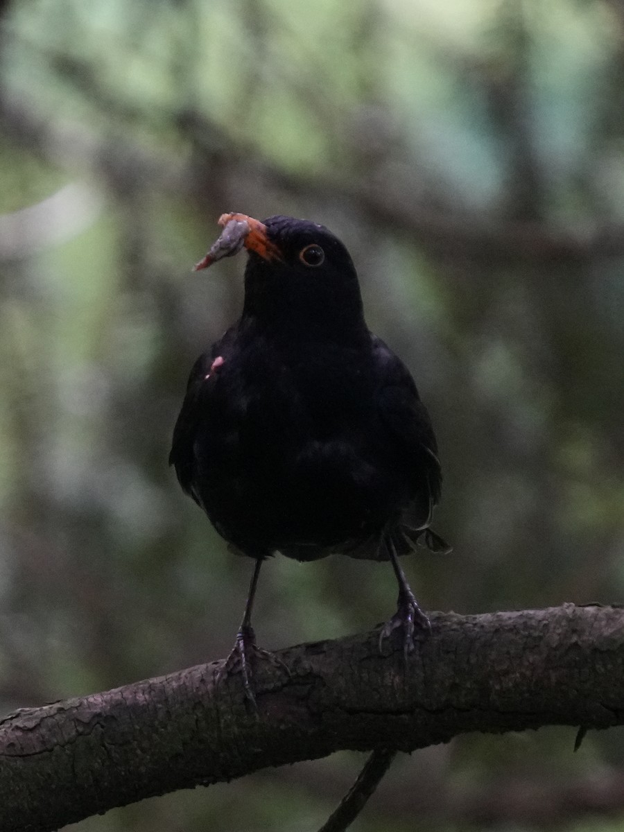 Eurasian Blackbird - ML638095167