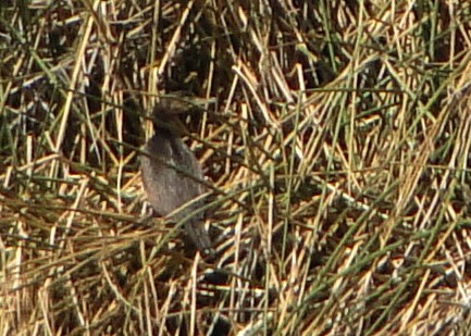 Neotropic Cormorant - ML638095170