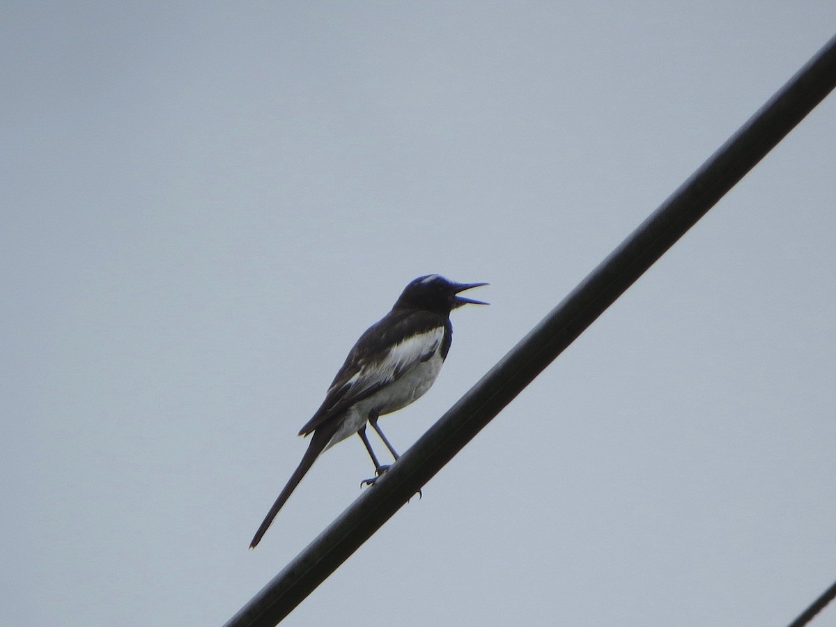 Japanese Wagtail - ML638095211