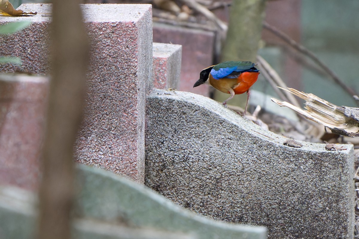 Blue-winged Pitta - ML638095212
