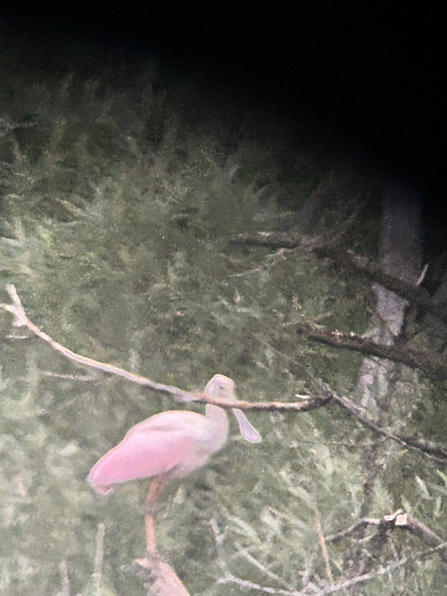 Roseate Spoonbill - ML638095221