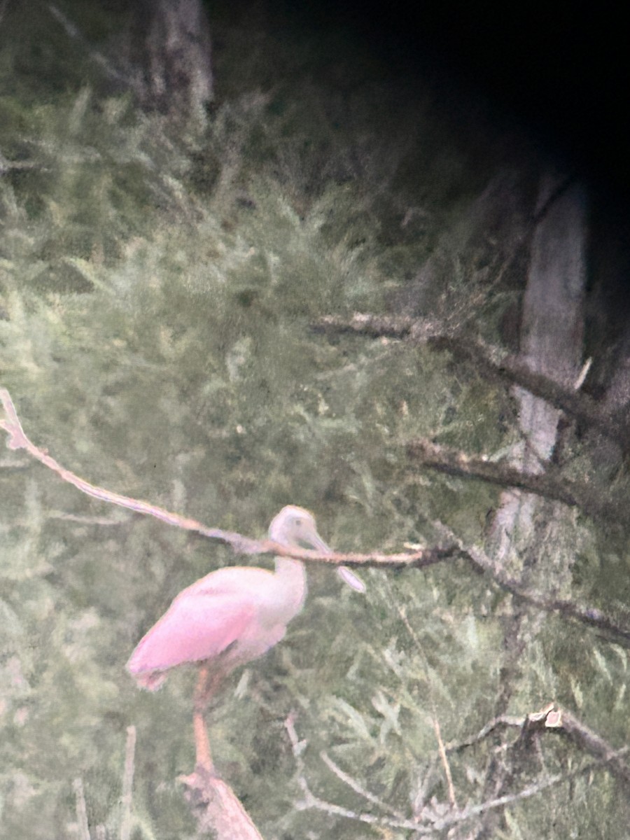 Roseate Spoonbill - ML638095222