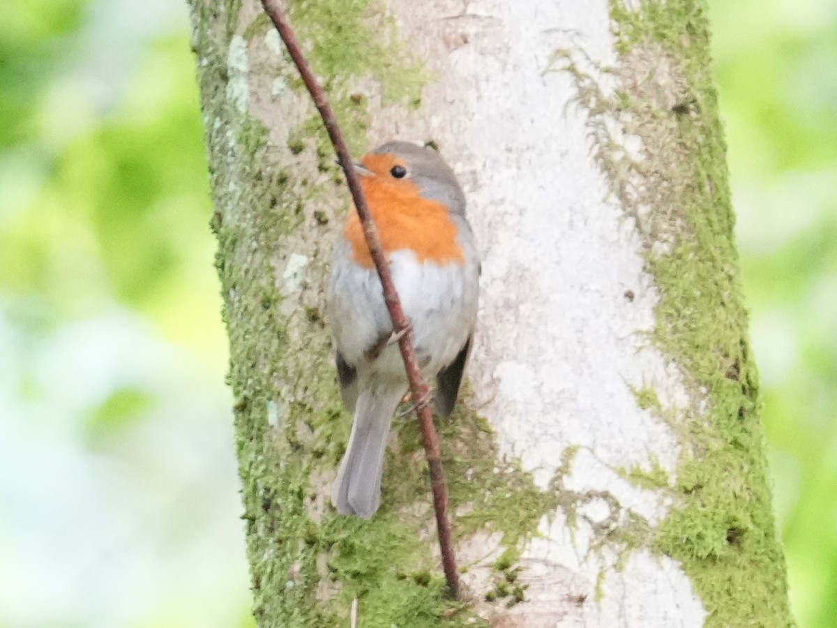 European Robin - ML638095238