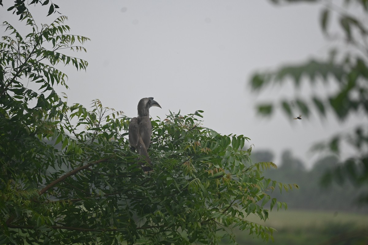 Indian Gray Hornbill - ML638095286