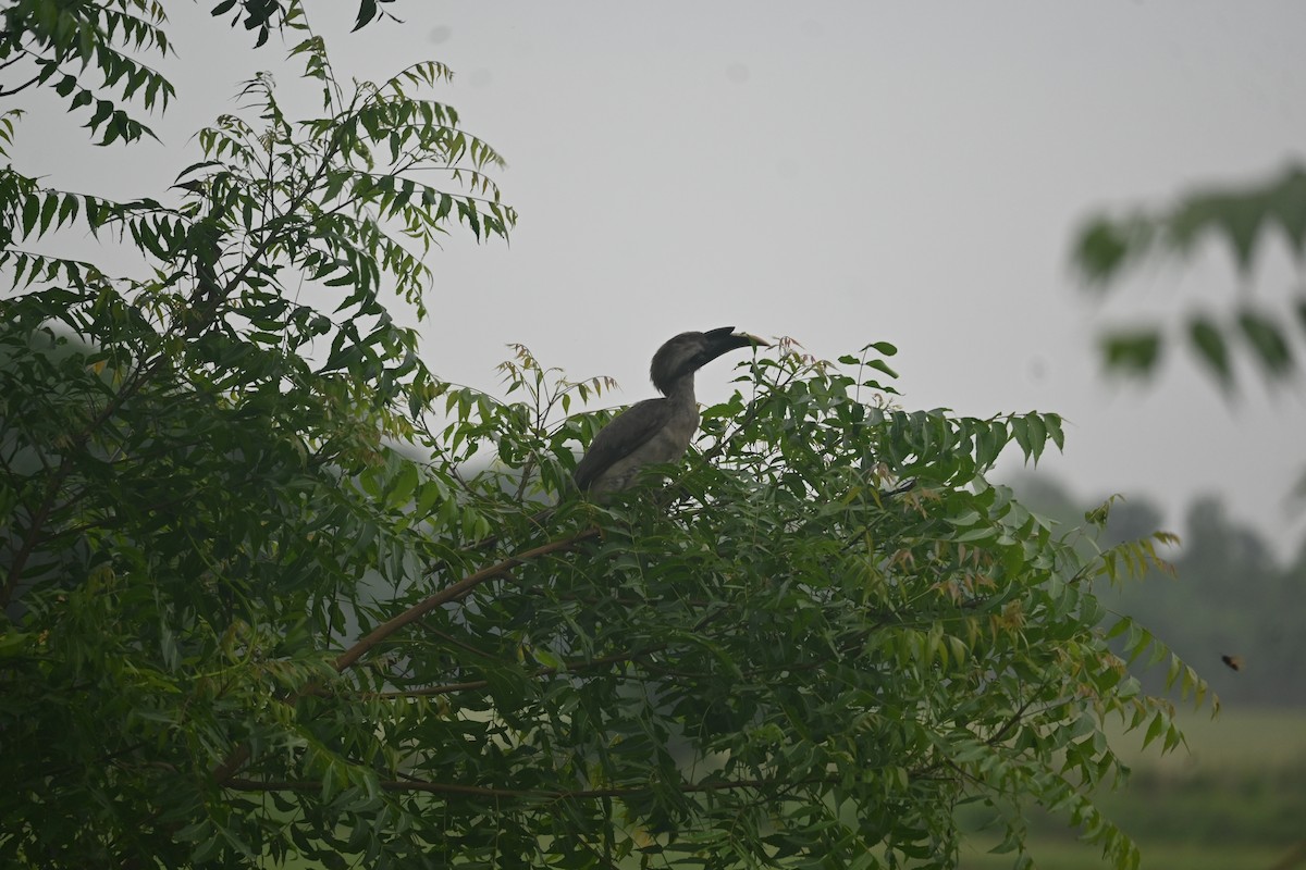 Indian Gray Hornbill - ML638095287