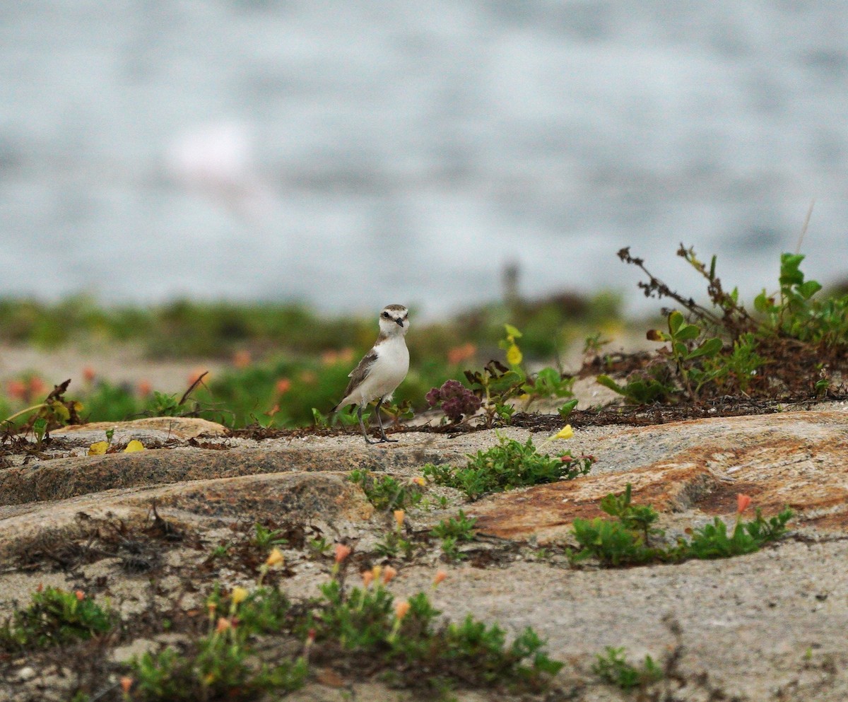 Kentish Plover - ML638095288