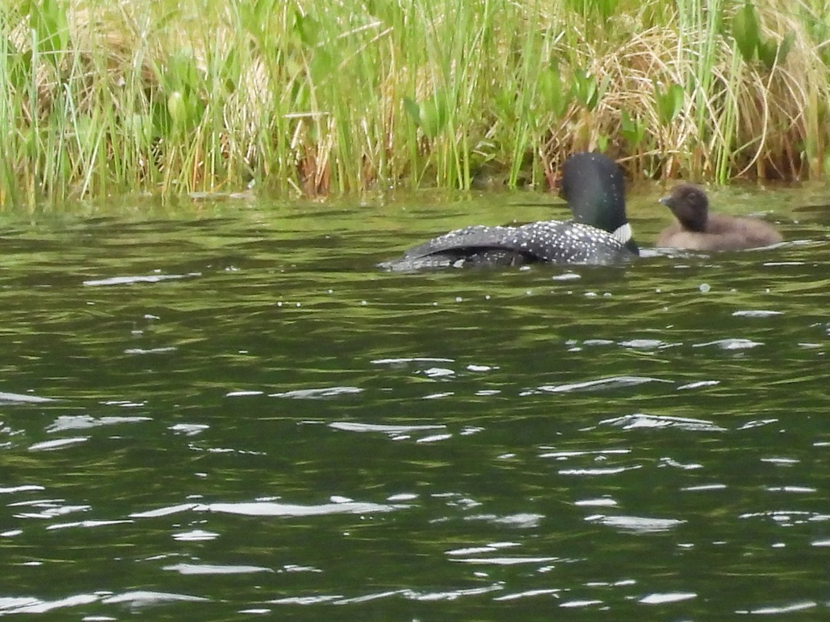 Common Loon - ML638095293