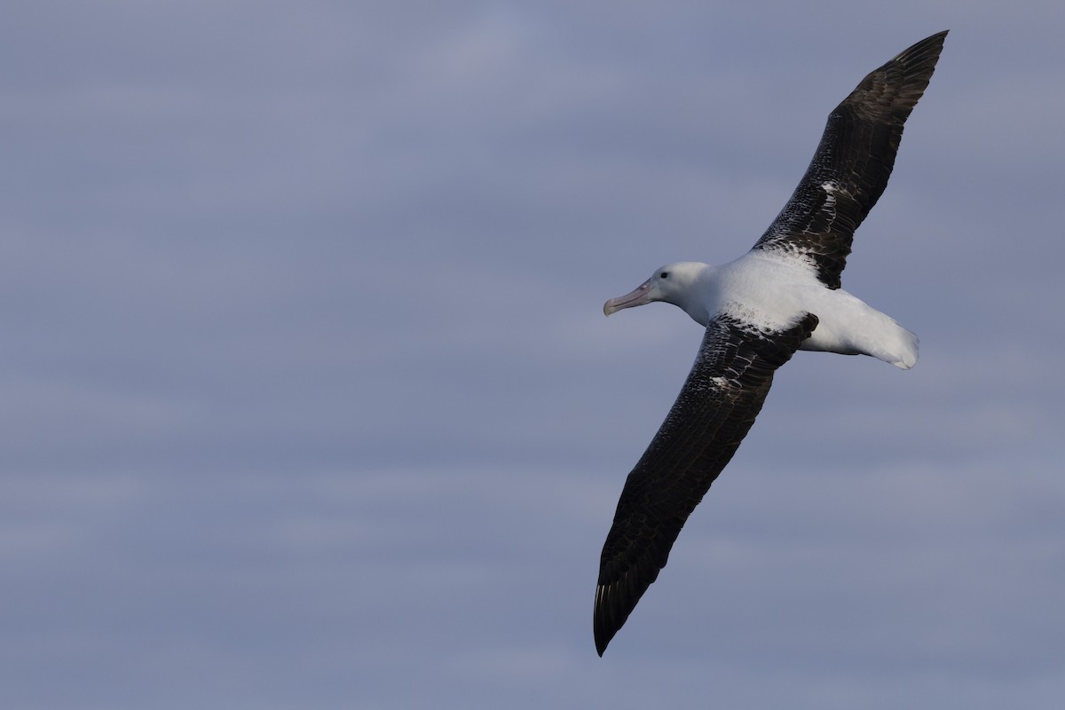 Southern Royal Albatross - ML638095302