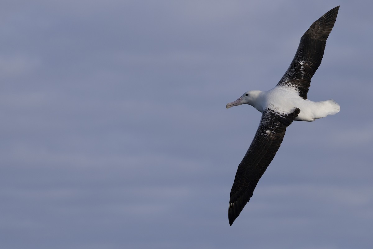 Southern Royal Albatross - ML638095305