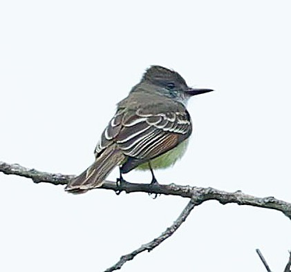 Stolid Flycatcher - ML638095310