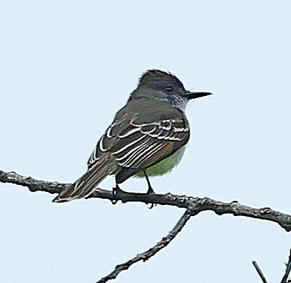 Stolid Flycatcher - ML638095311