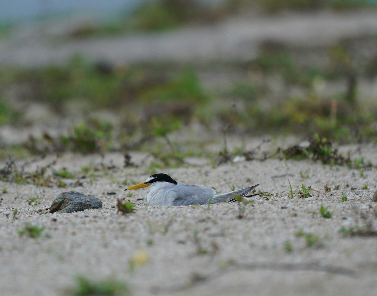 Little Tern - ML638095314