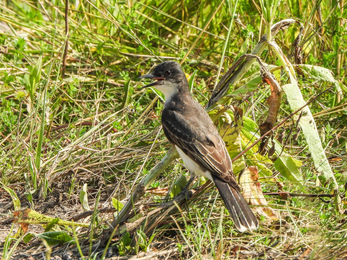 Eastern Kingbird - ML638095317