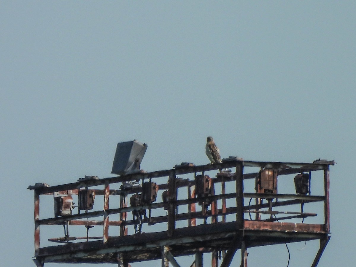 Red-tailed Hawk - ML638095325