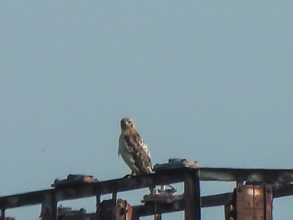 Red-tailed Hawk - ML638095326