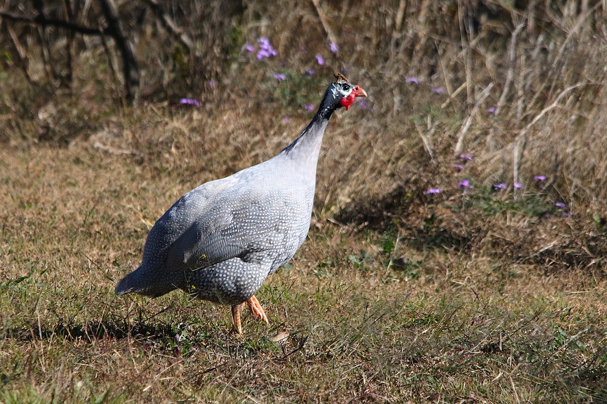 Helmeted Guineafowl (Domestic type) - ML638095353