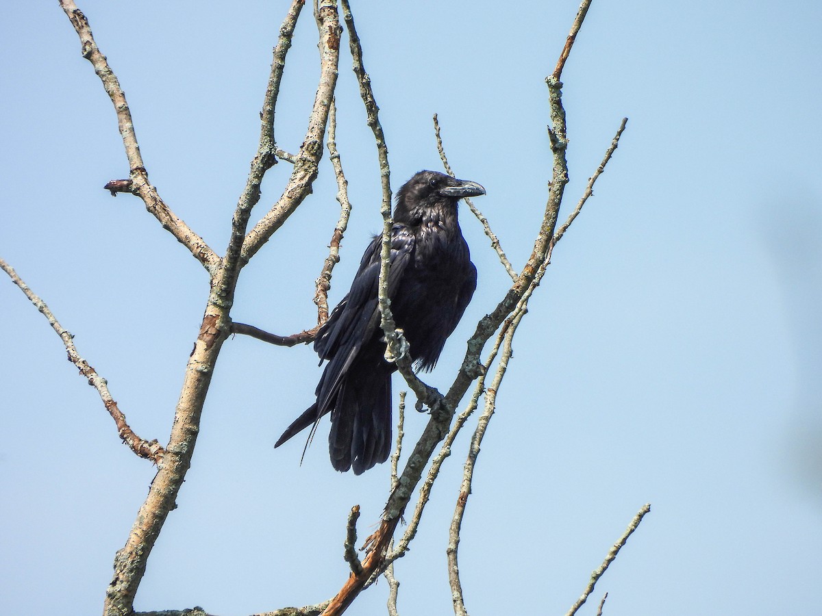 Common Raven - ML638095371