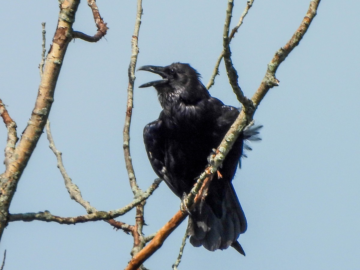 Common Raven - ML638095377