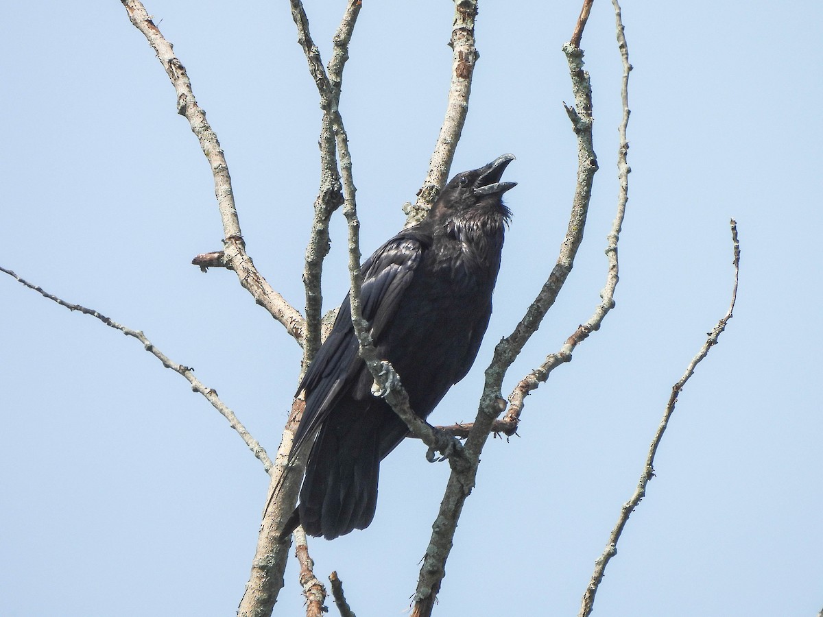 Common Raven - ML638095378