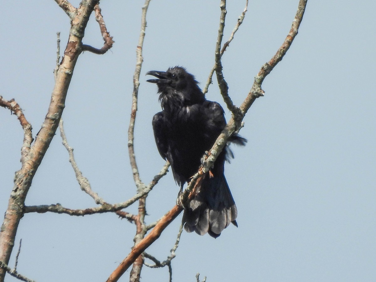 Common Raven - ML638095379