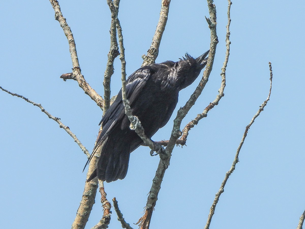 Common Raven - ML638095380