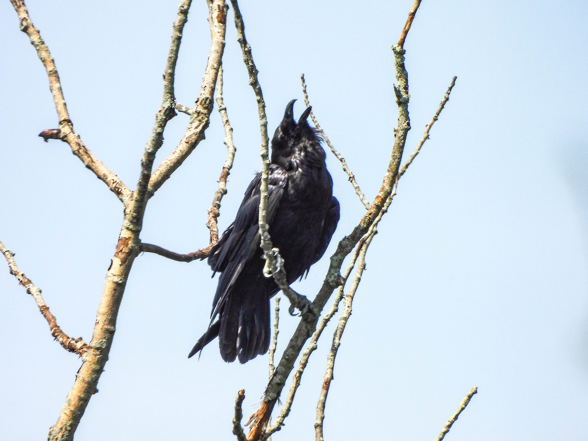 Common Raven - ML638095381