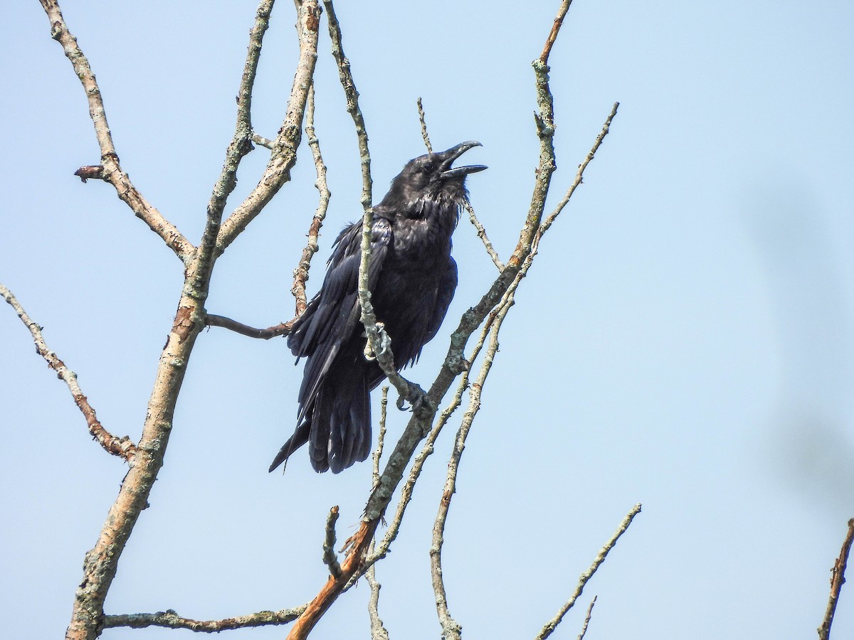 Common Raven - ML638095382