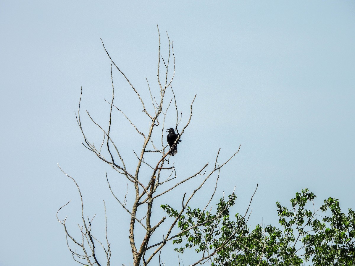 Common Raven - ML638095383