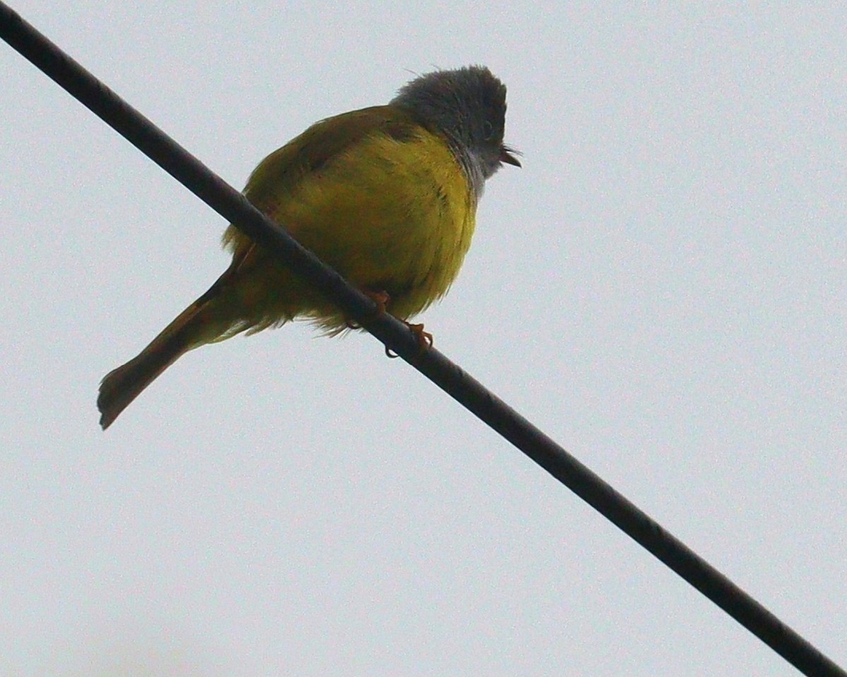 Gray-headed Canary-Flycatcher - ML638095385