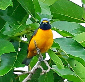 Hispaniolan Euphonia - ML638095391