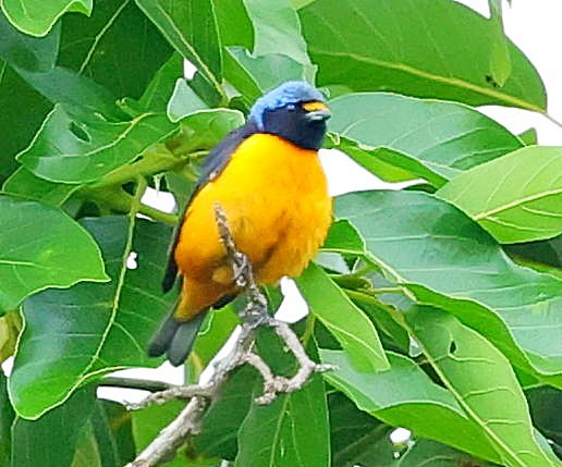 Hispaniolan Euphonia - ML638095392