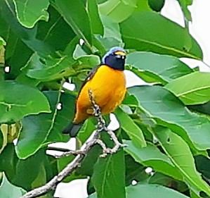 Hispaniolan Euphonia - ML638095393