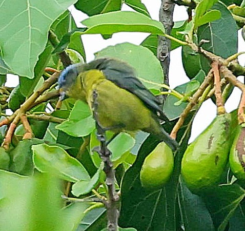 Hispaniolan Euphonia - ML638095394