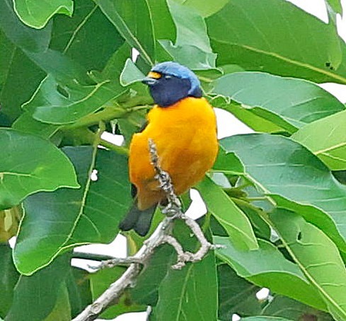 Hispaniolan Euphonia - ML638095395
