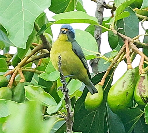 Hispaniolan Euphonia - ML638095398