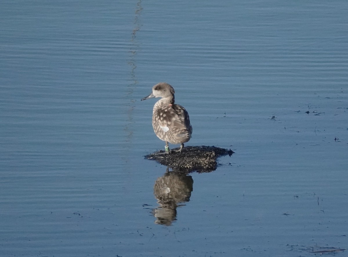 Marbled Duck - ML638095401
