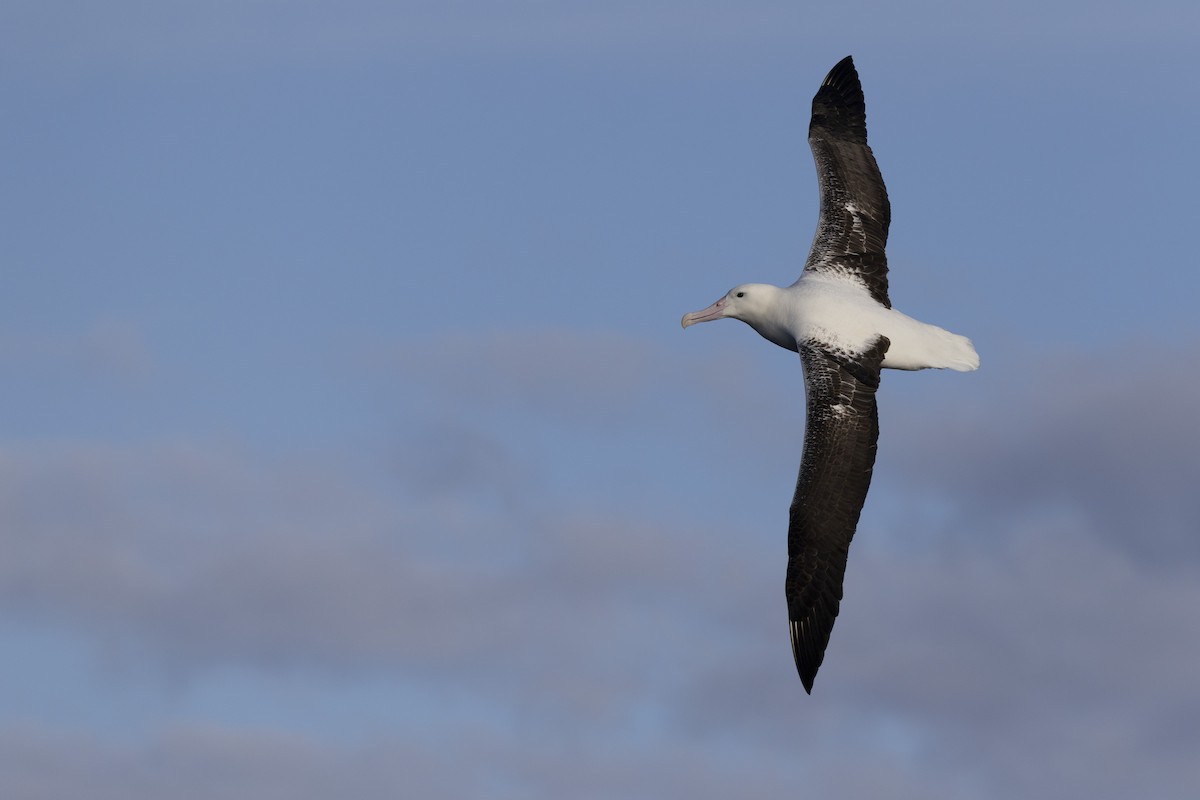 Southern Royal Albatross - ML638095402