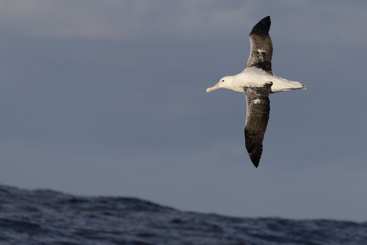 Southern Royal Albatross - ML638095404